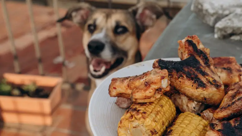What to Do If a Dog Eats Chicken Bones