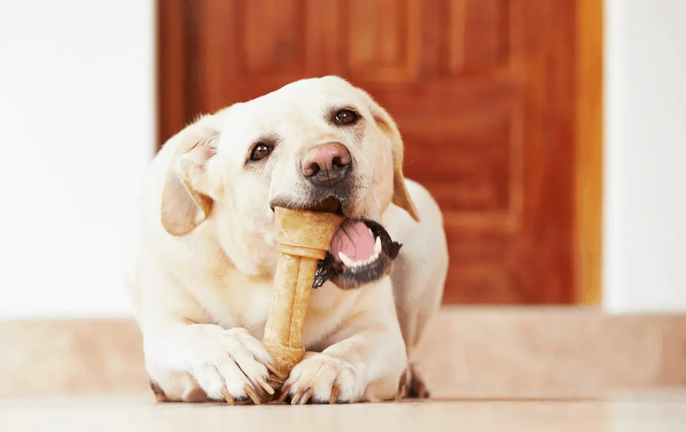 What to Do If a Dog Eats Chicken Bones
