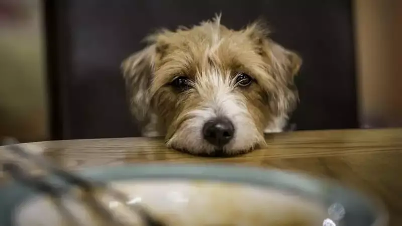 What Are the Foods That Dogs Should Not Eat?