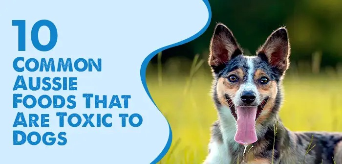 What Are the Foods That Dogs Should Not Eat?