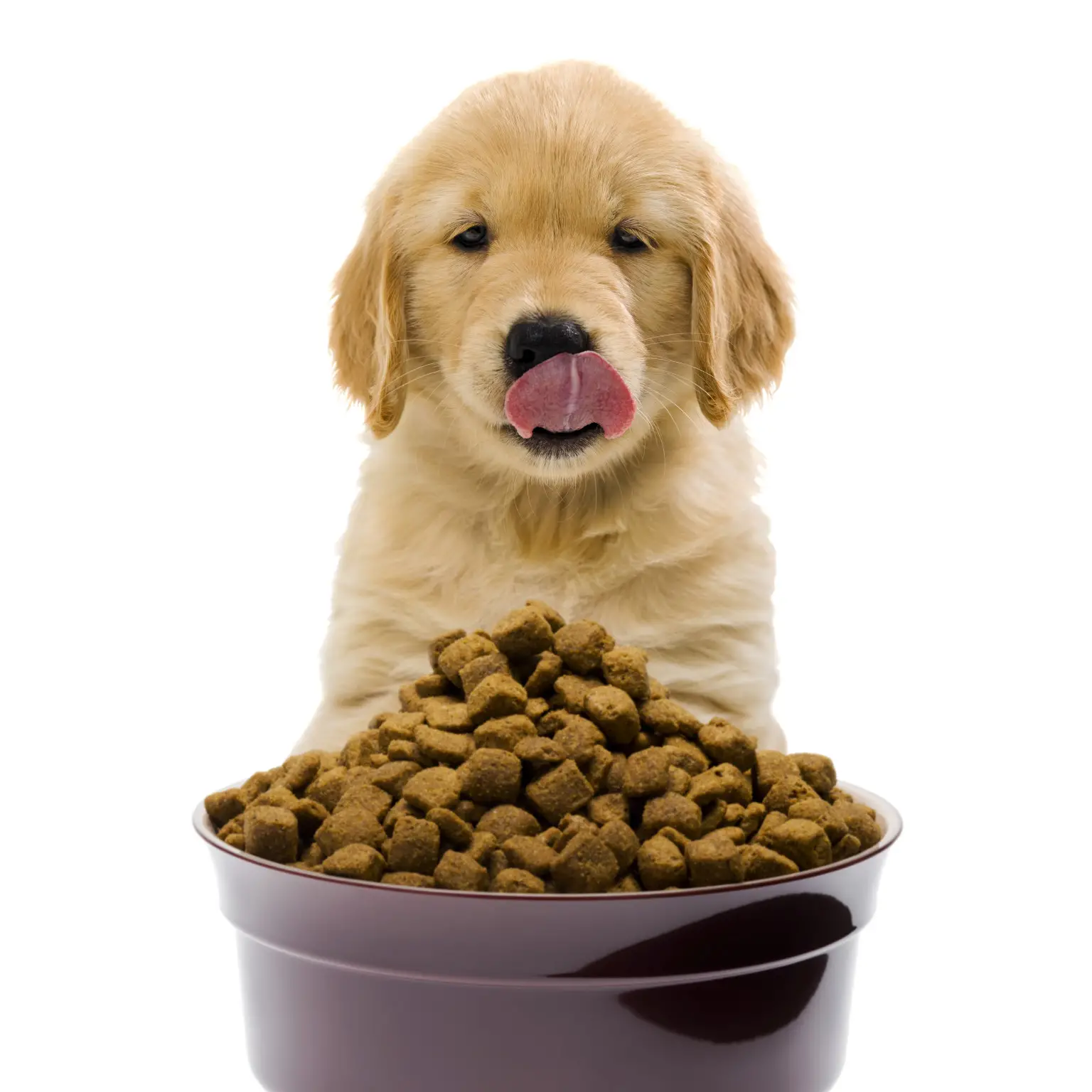 What Are the Foods That Dogs Should Not Eat?