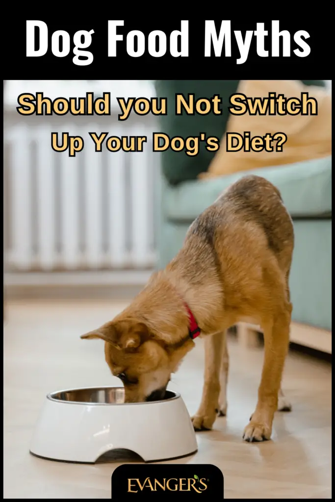What Are the Foods That Dogs Should Not Eat?