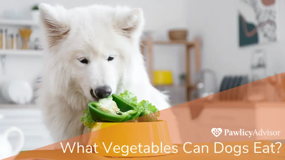 What Are the Foods That Dogs Should Not Eat?