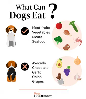 What Are the Foods That Dogs Should Not Eat?