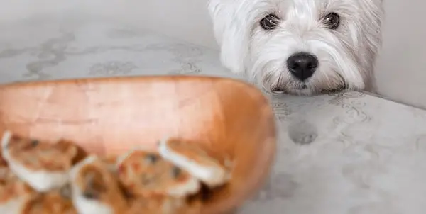 What Are the Foods That Dogs Should Not Eat?