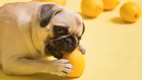 What Are the Foods That Dogs Should Not Eat?