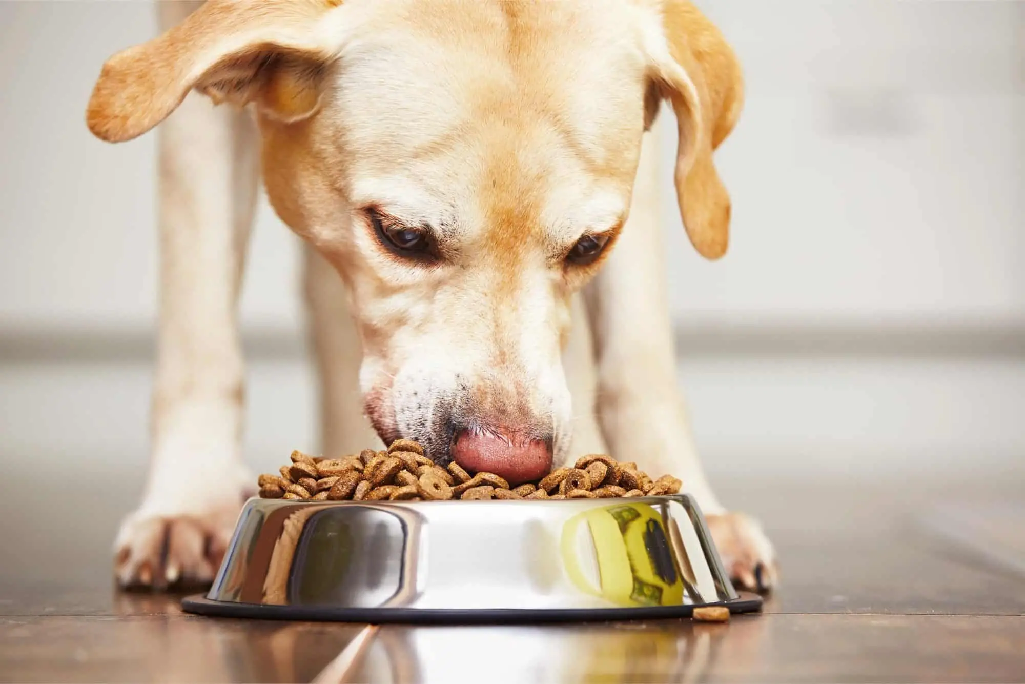 What Are the Foods That Dogs Should Not Eat?