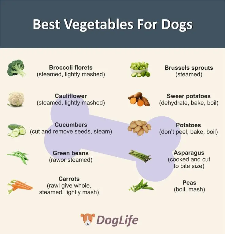 What Foods Are Safe for Dogs to Eat