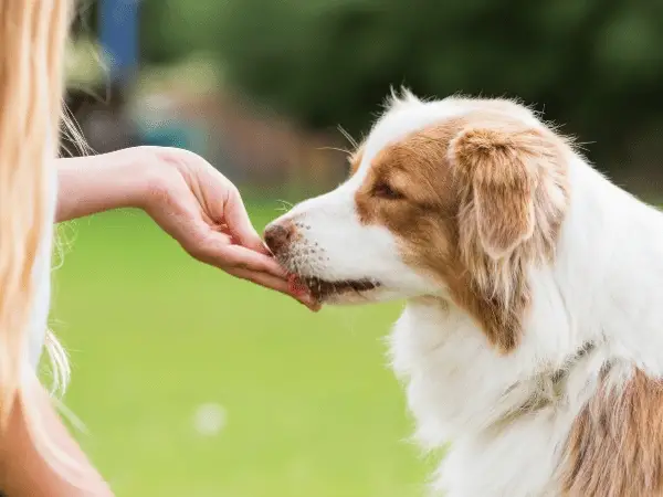 What Foods Are Safe for Dogs to Eat