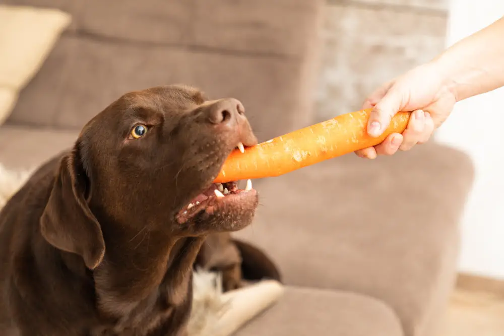 What Foods Are Safe for Dogs to Eat