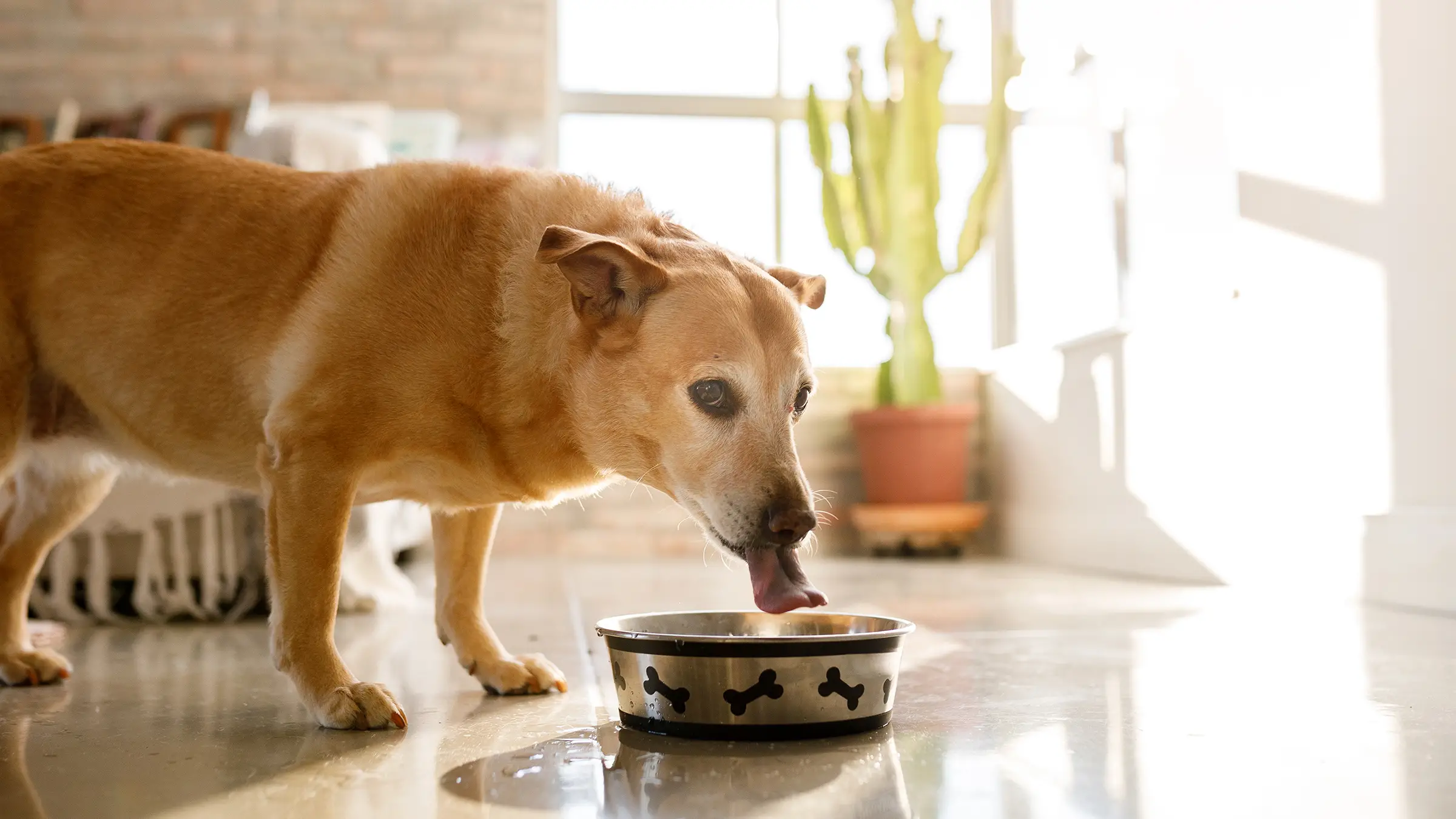 What Foods Are Safe for Dogs to Eat