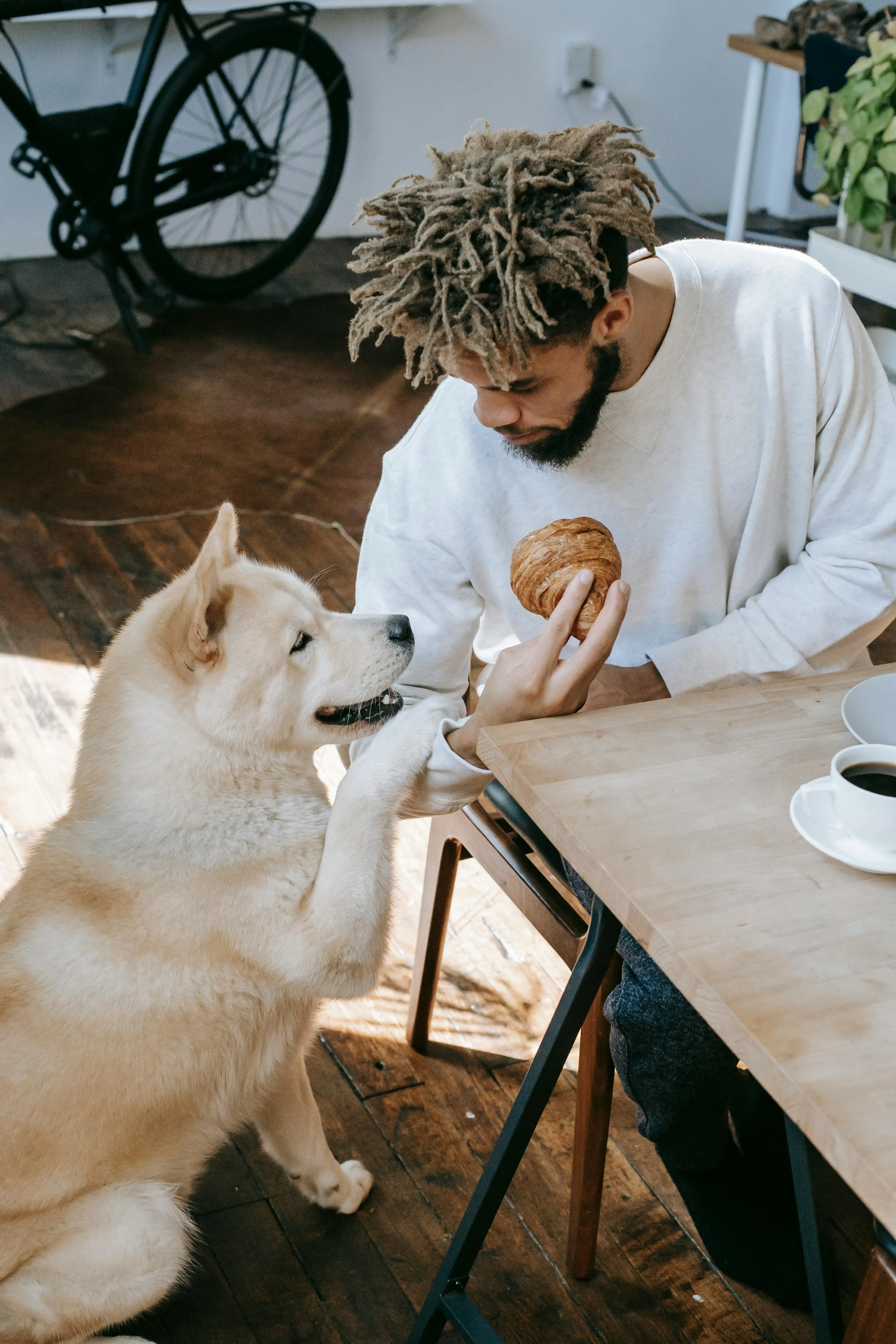 What Foods Are Safe for Dogs to Eat