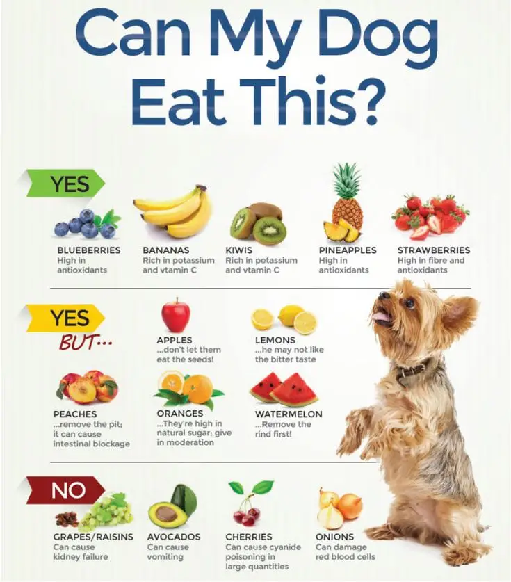 What can dogs eat other than dog food
