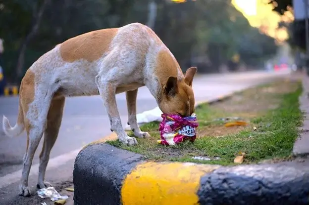What can dogs eat other than dog food