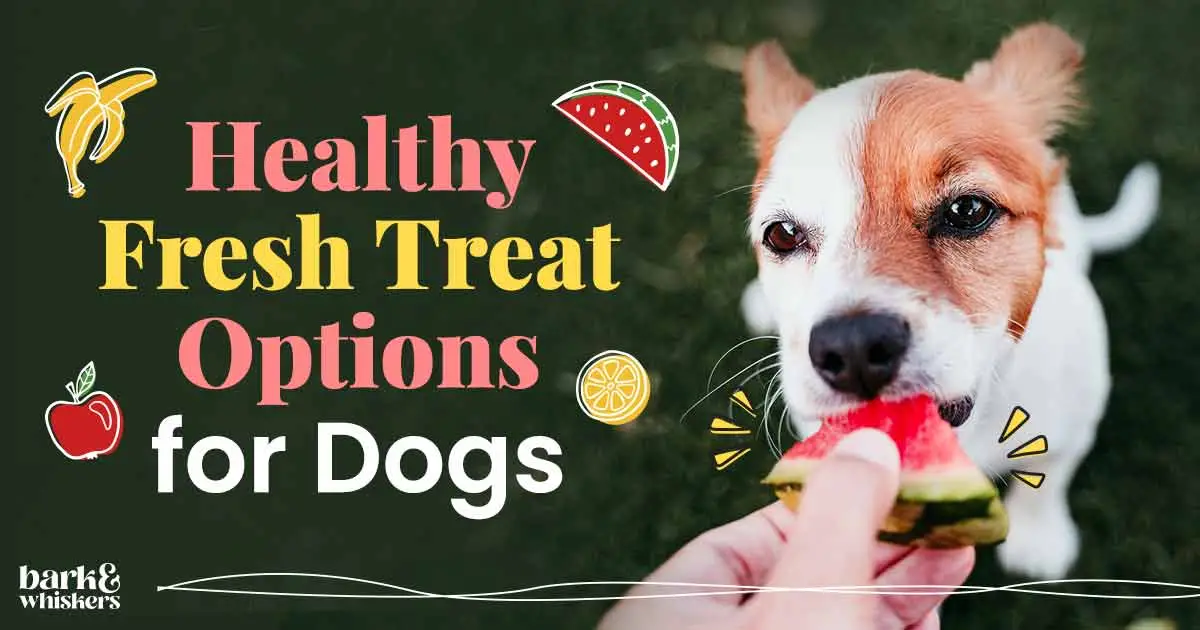 What can dogs eat other than dog food