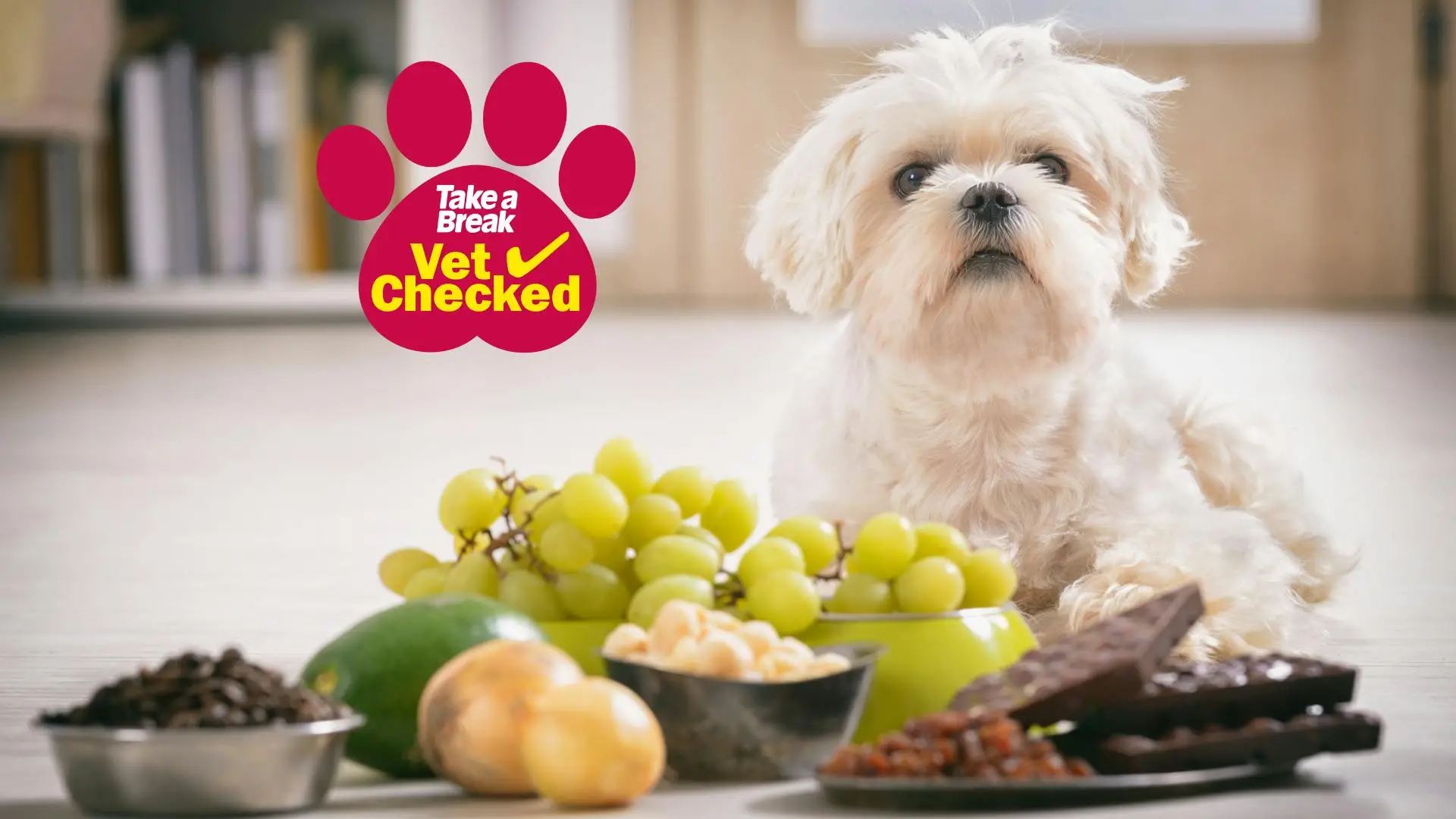 What can dogs eat other than dog food