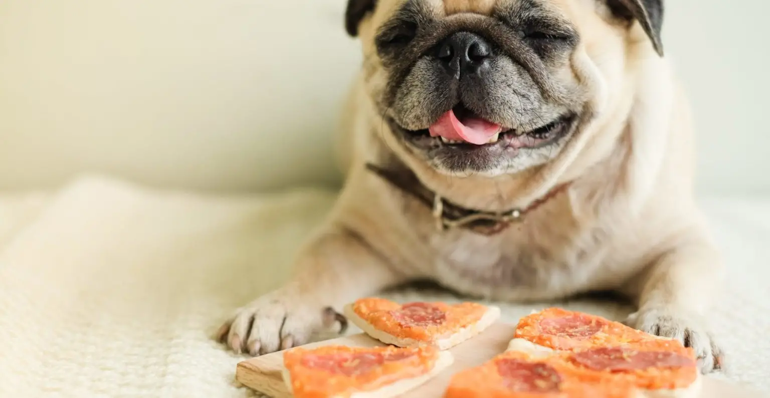 What Foods Are Safe for Dogs to Eat