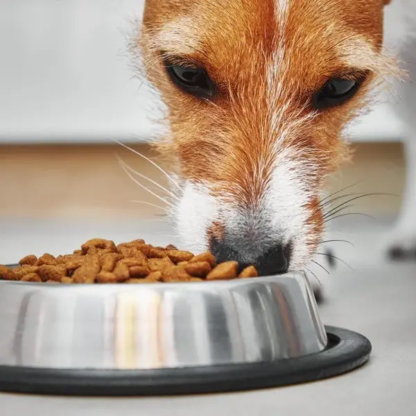 What Foods Are Safe for Dogs to Eat