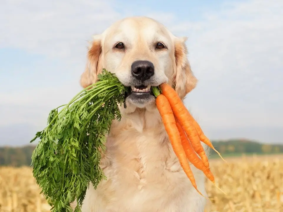 What Foods Are Safe for Dogs to Eat