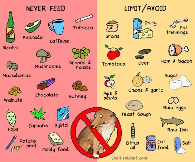 What Foods Are Safe for Dogs to Eat