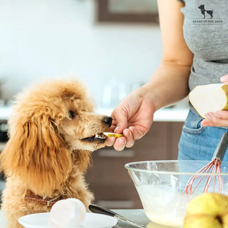 What Foods Are Safe for Dogs to Eat