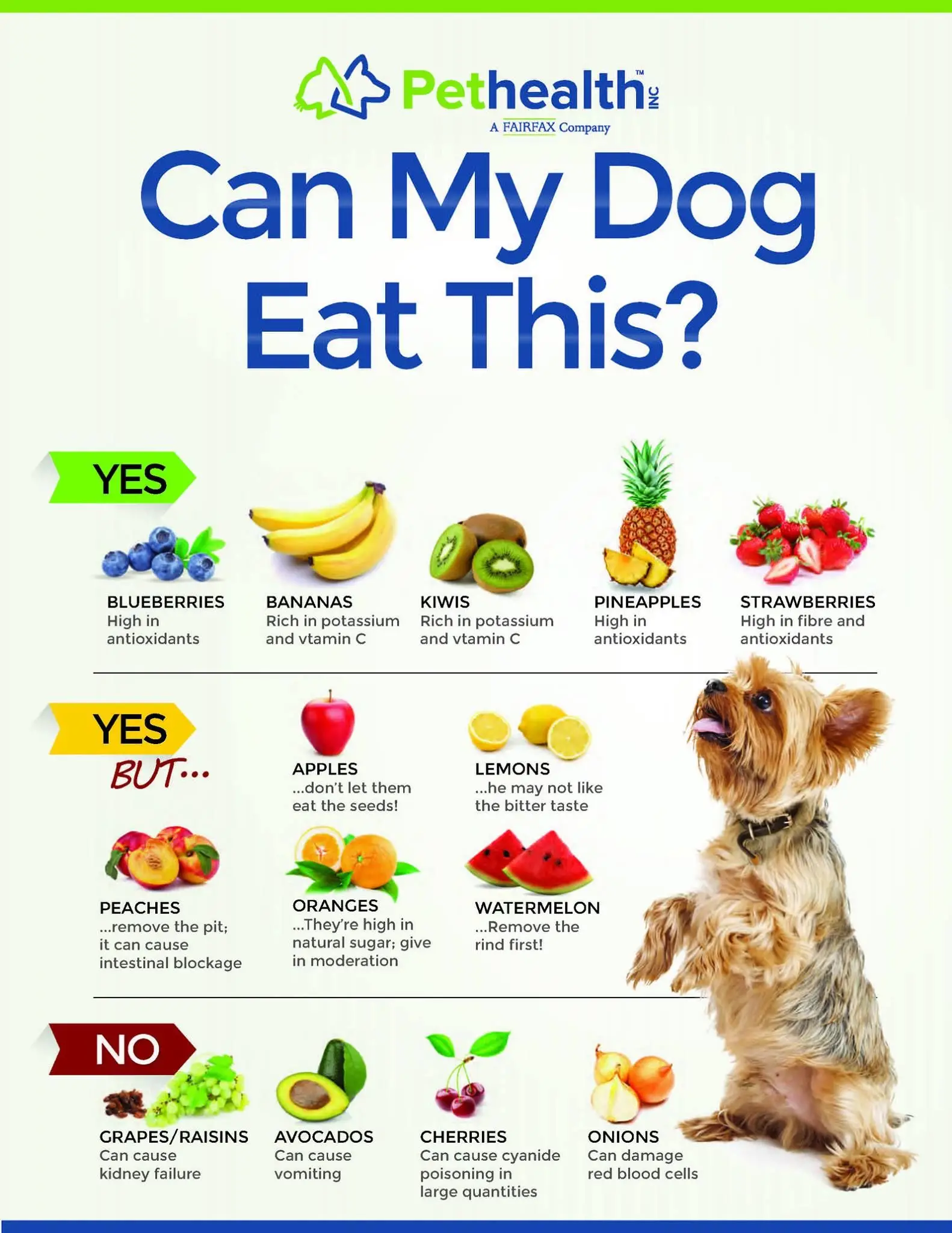 What Foods Are Safe for Dogs to Eat