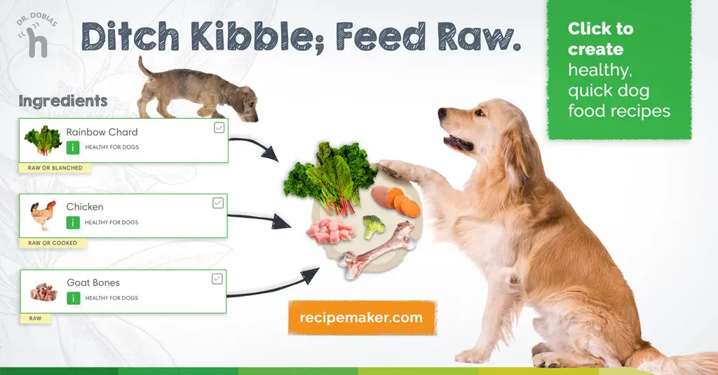 What Foods Are Safe for Dogs to Eat