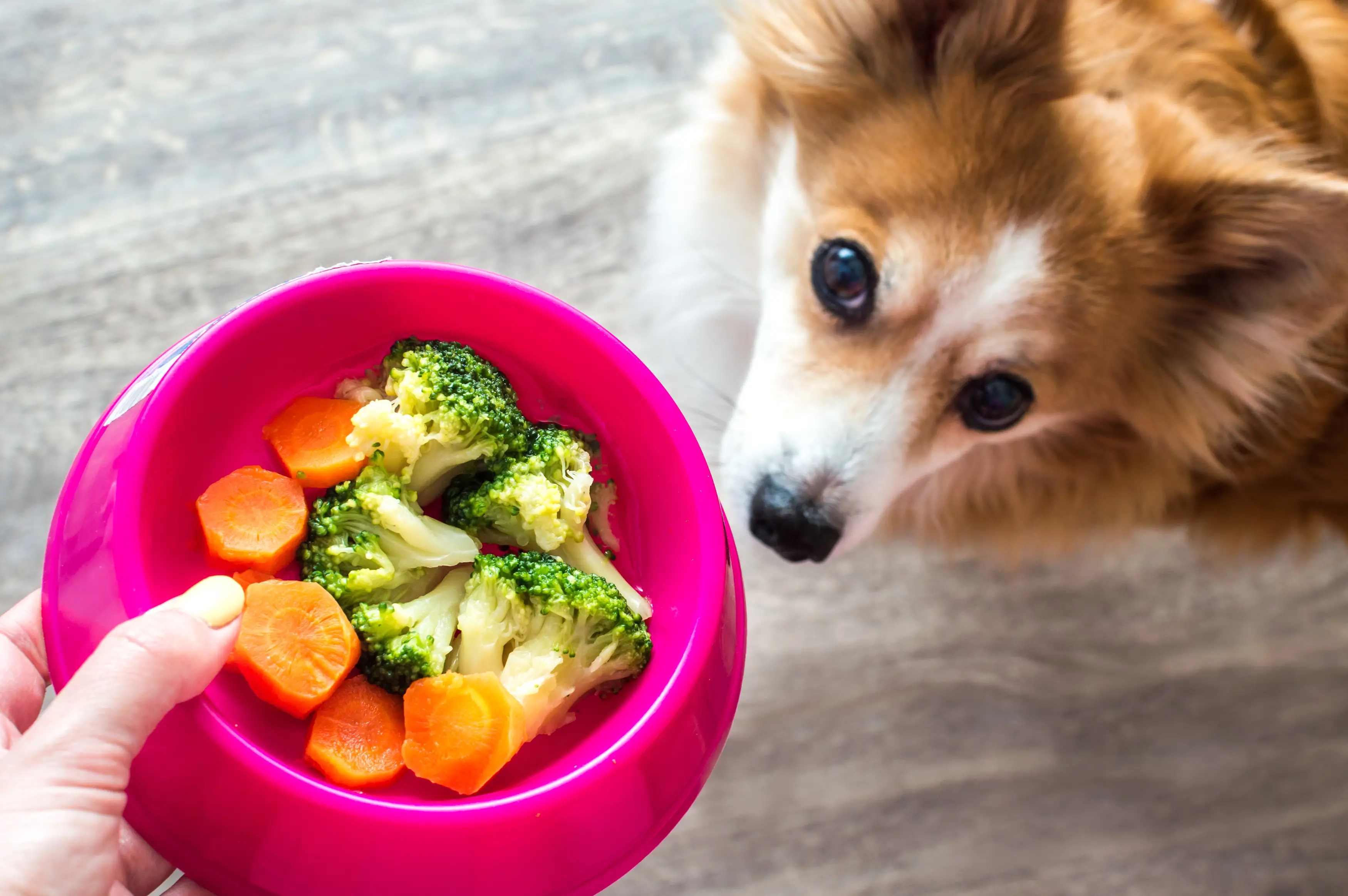 What Foods Are Safe for Dogs to Eat