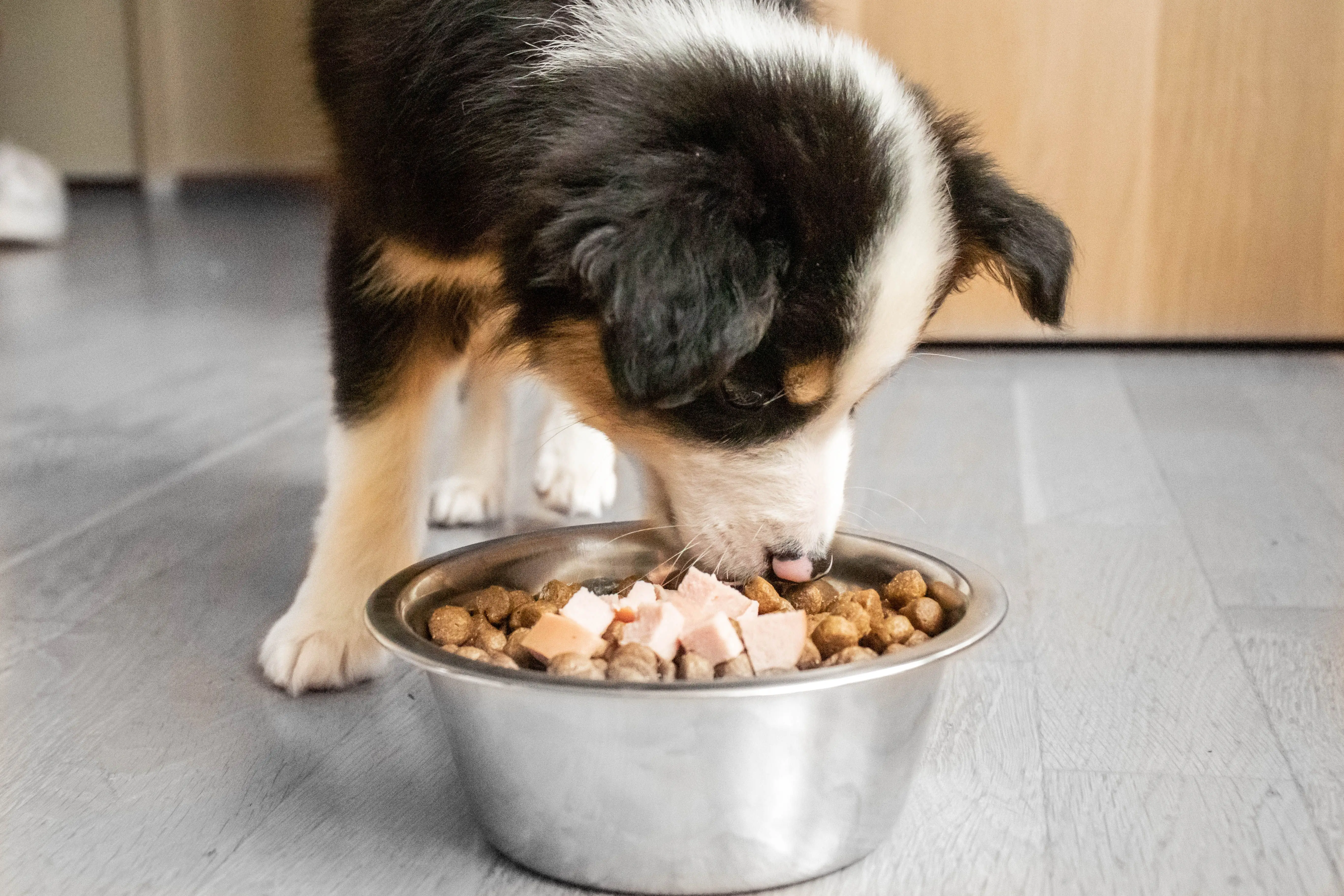 What Foods Are Safe for Dogs to Eat