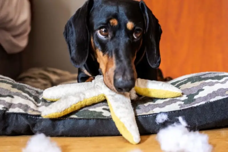 What Should My Dog Be Eating?