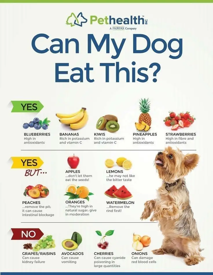 What Should My Dog Be Eating?