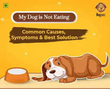 What Should My Dog Be Eating?