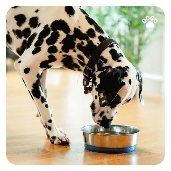 What Should My Dog Be Eating?