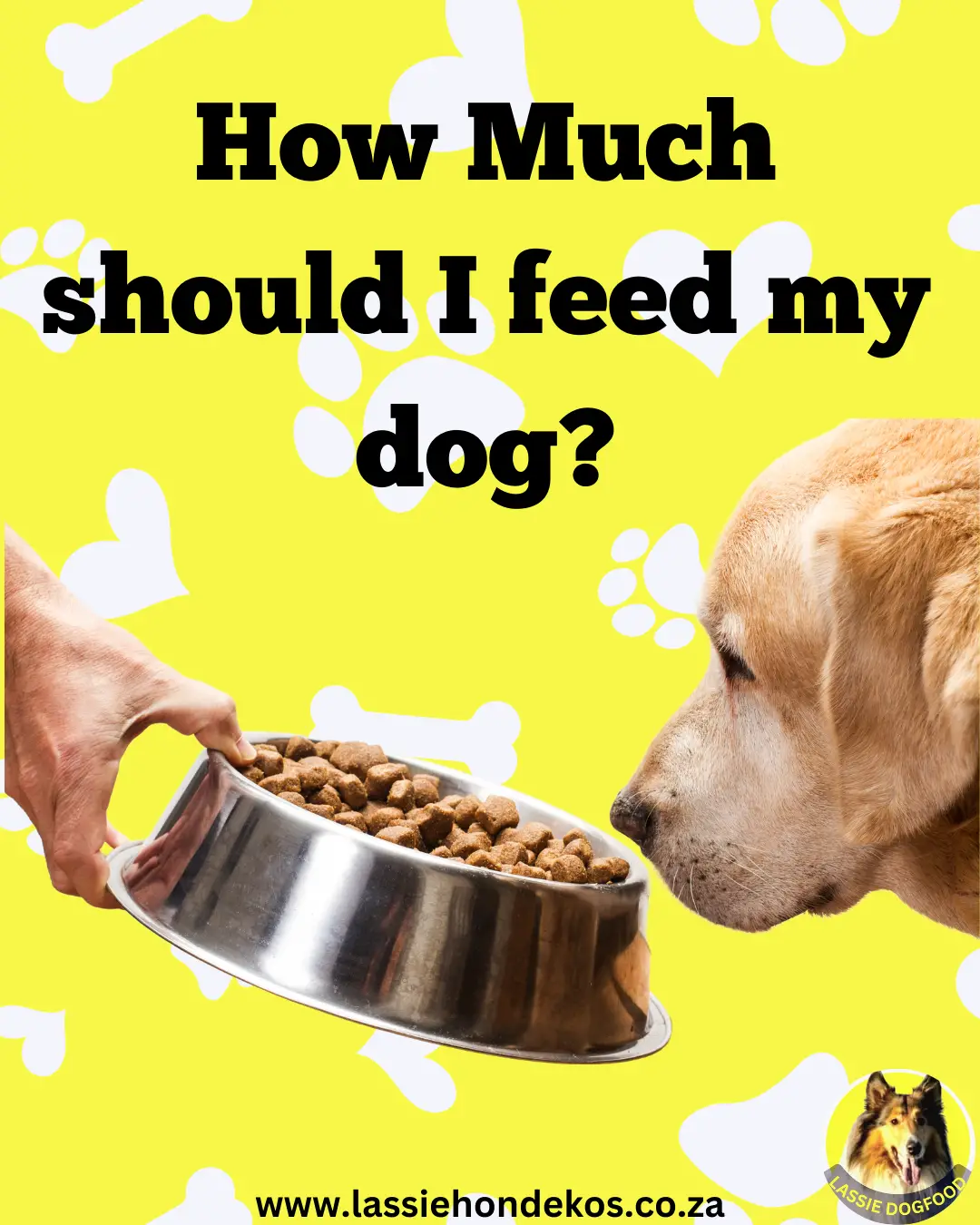 What Should My Dog Be Eating?