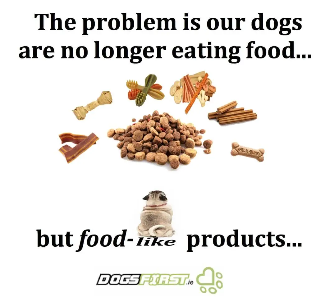 What Are the Foods That Dogs Can