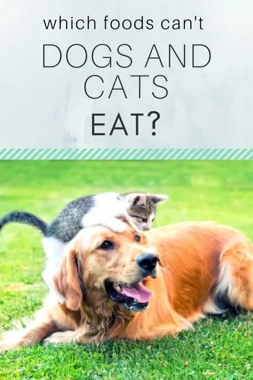 What Are the Foods That Dogs Can