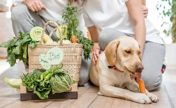 What Are the Foods That Dogs Can