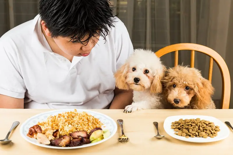 What Are the Foods That Dogs Can