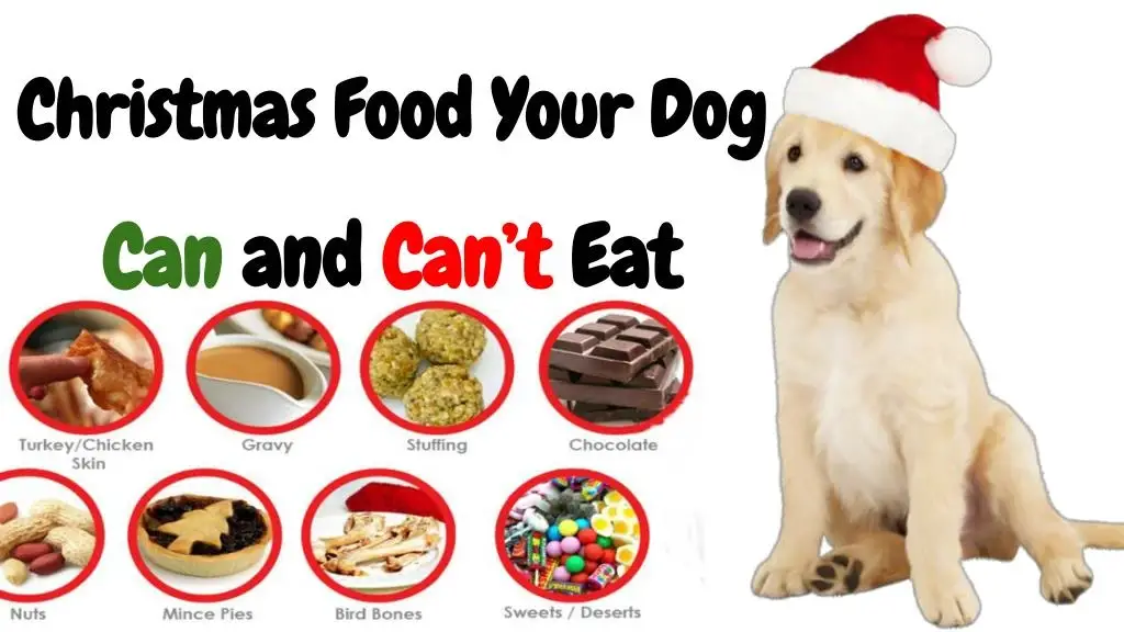 What Are the Foods That Dogs Can