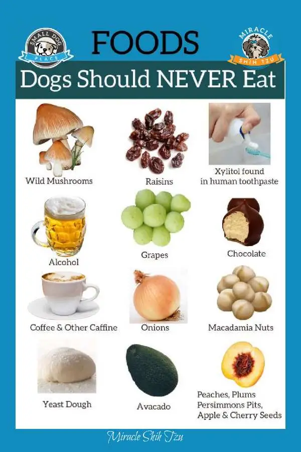 What Are the Foods That Dogs Can