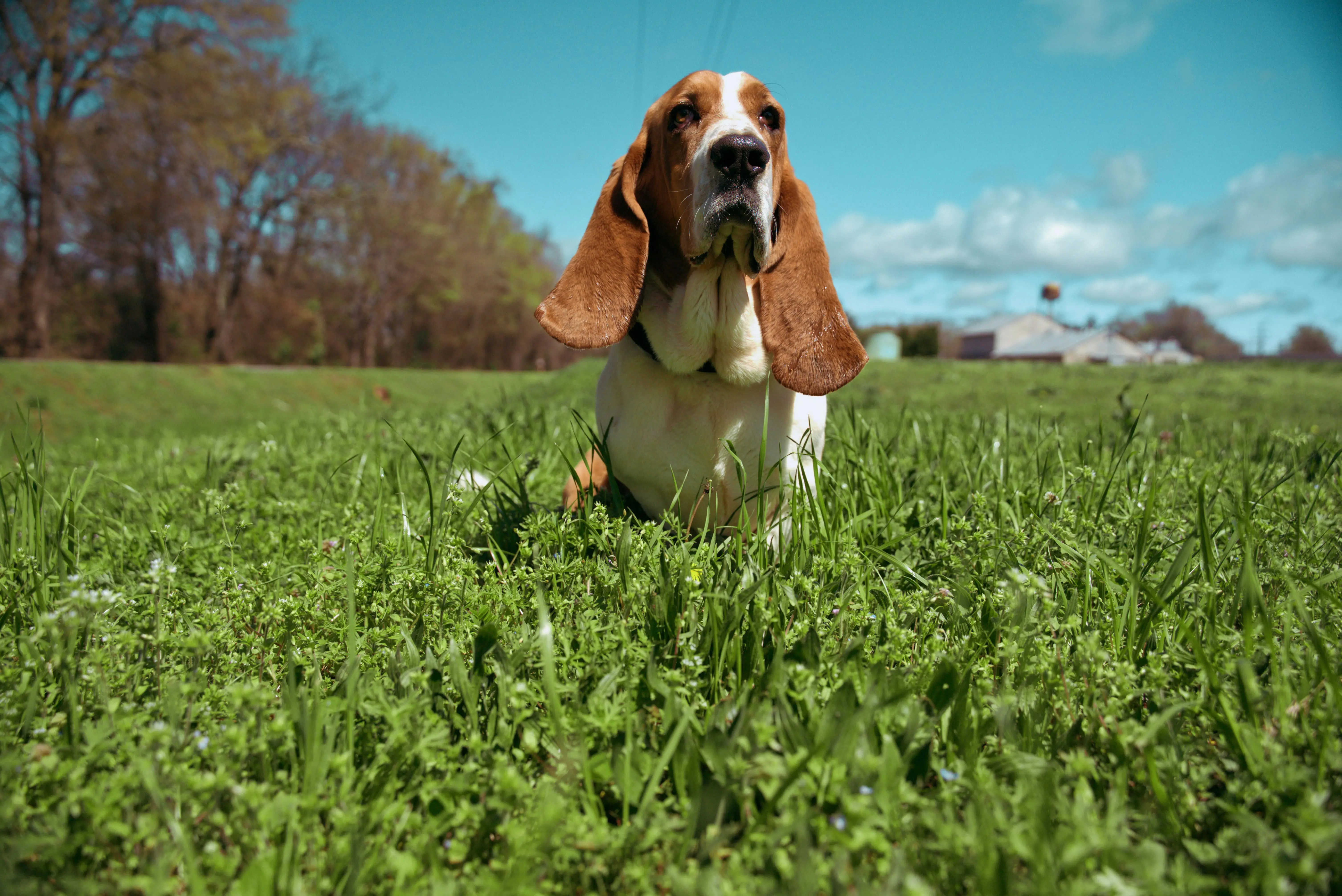Fred the Basset Hound Smokey and the Bandit