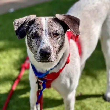 Australian Cattle Dog Basset Hound Mix