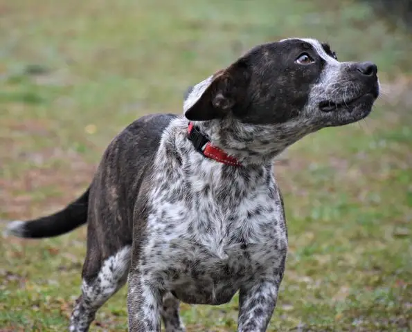 Australian Cattle Dog Basset Hound Mix