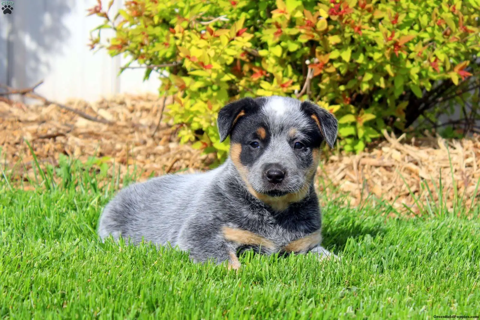 Australian Cattle Dog Basset Hound Mix