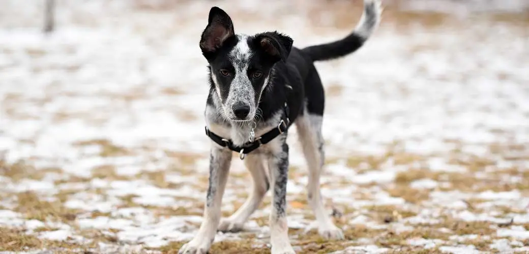 Australian Cattle Dog Basset Hound Mix