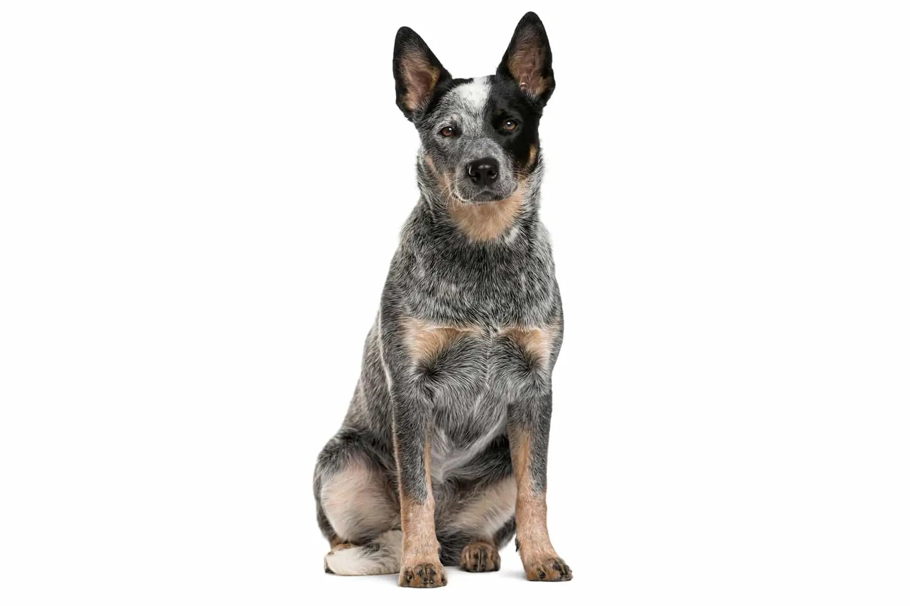 Australian Cattle Dog Basset Hound Mix