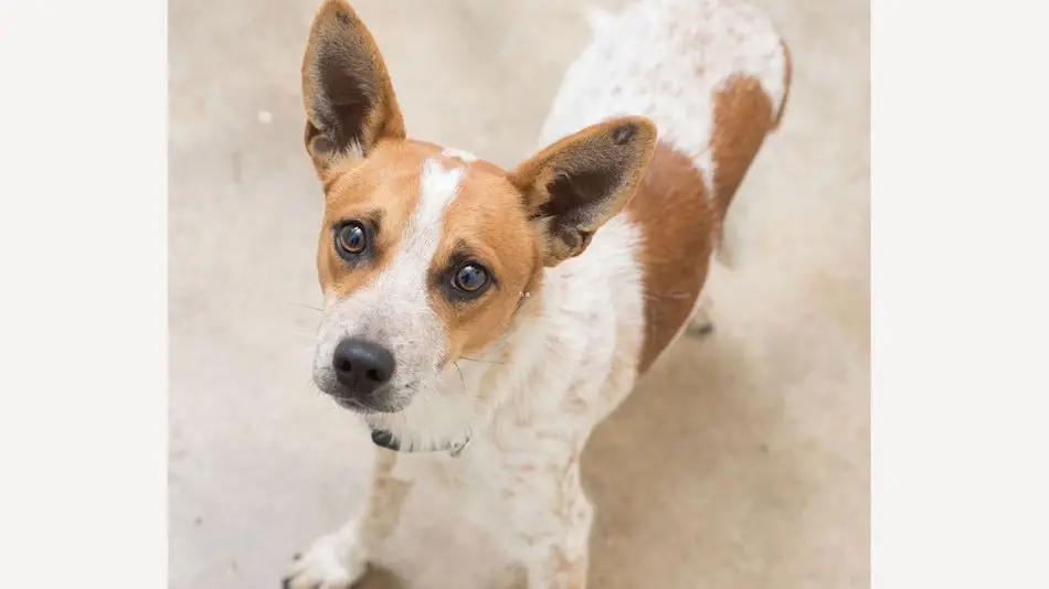 Australian Cattle Dog Basset Hound Mix