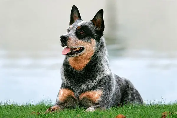 Australian Cattle Dog Basset Hound Mix