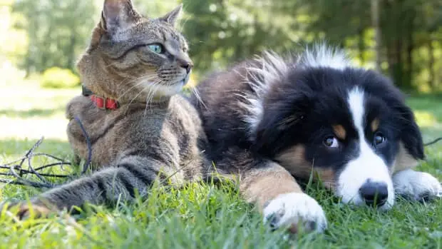 Cheapest Flea  Tick and Heartworm Prevention for Dogs