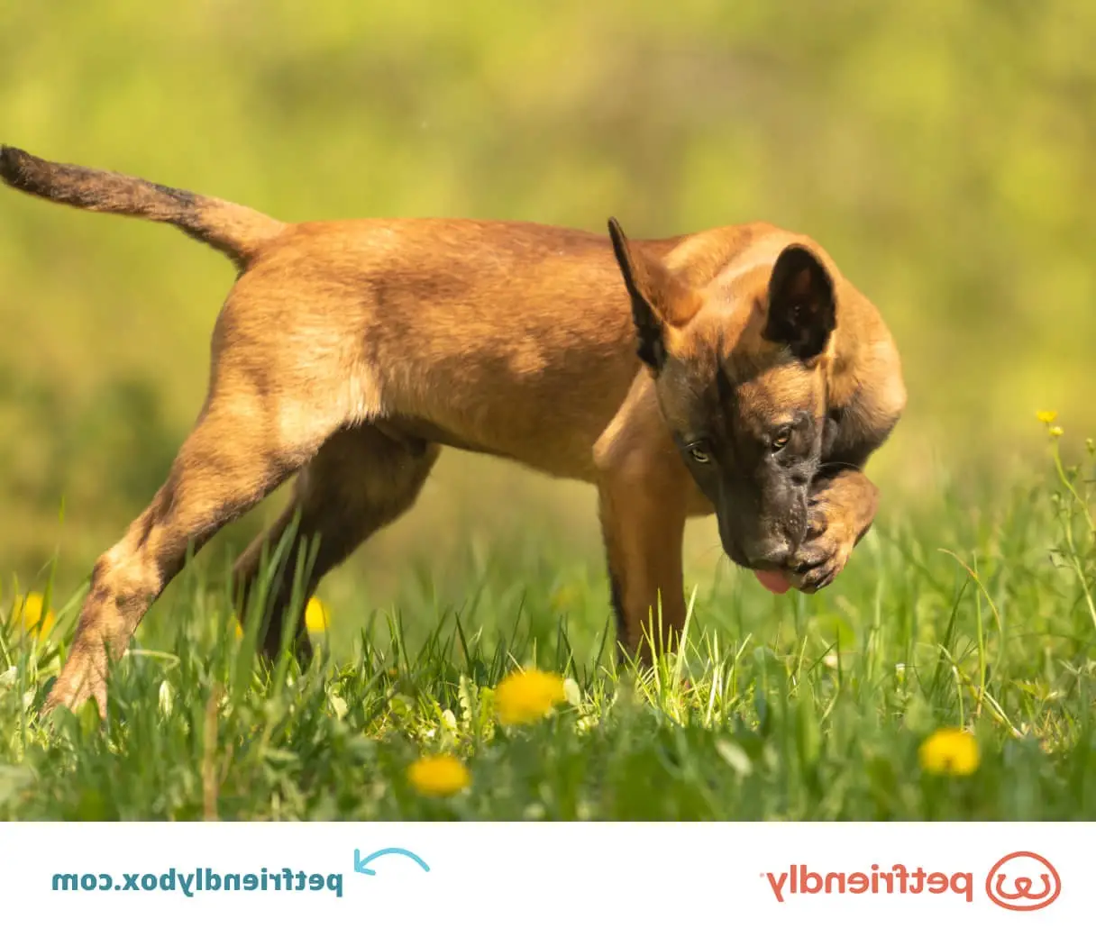 Best Allergy Medicine for Dogs Licking Paws